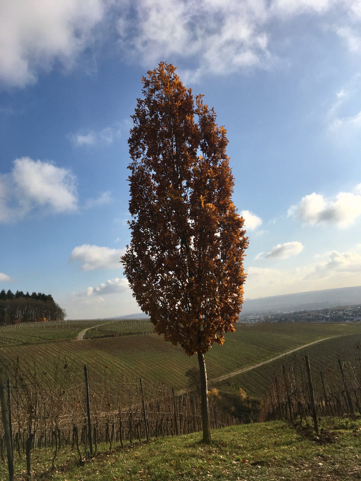 Wanderung Rheingau November 2019