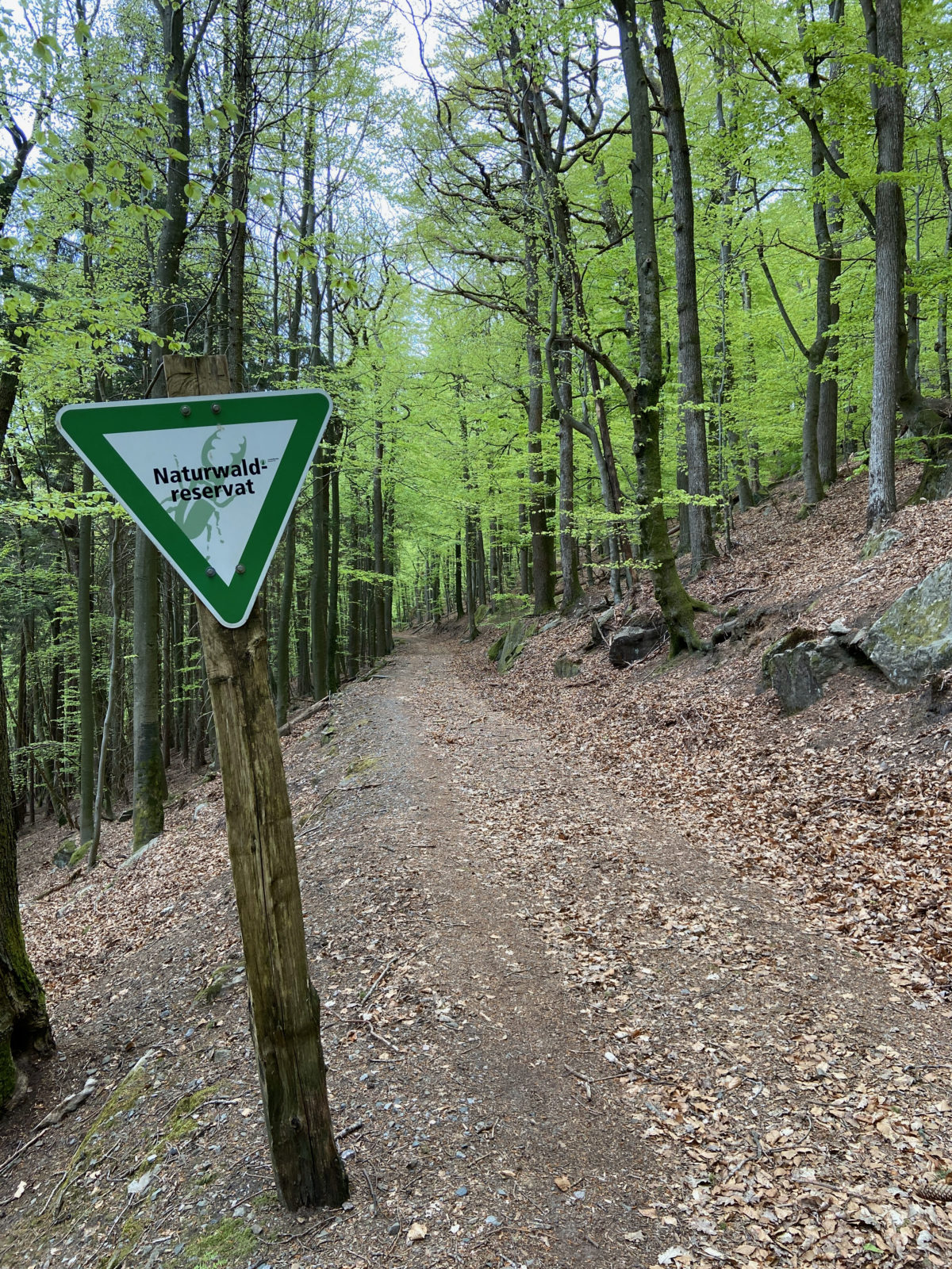 Wanderung Luitpoldturm - Ruine Gräfenstein