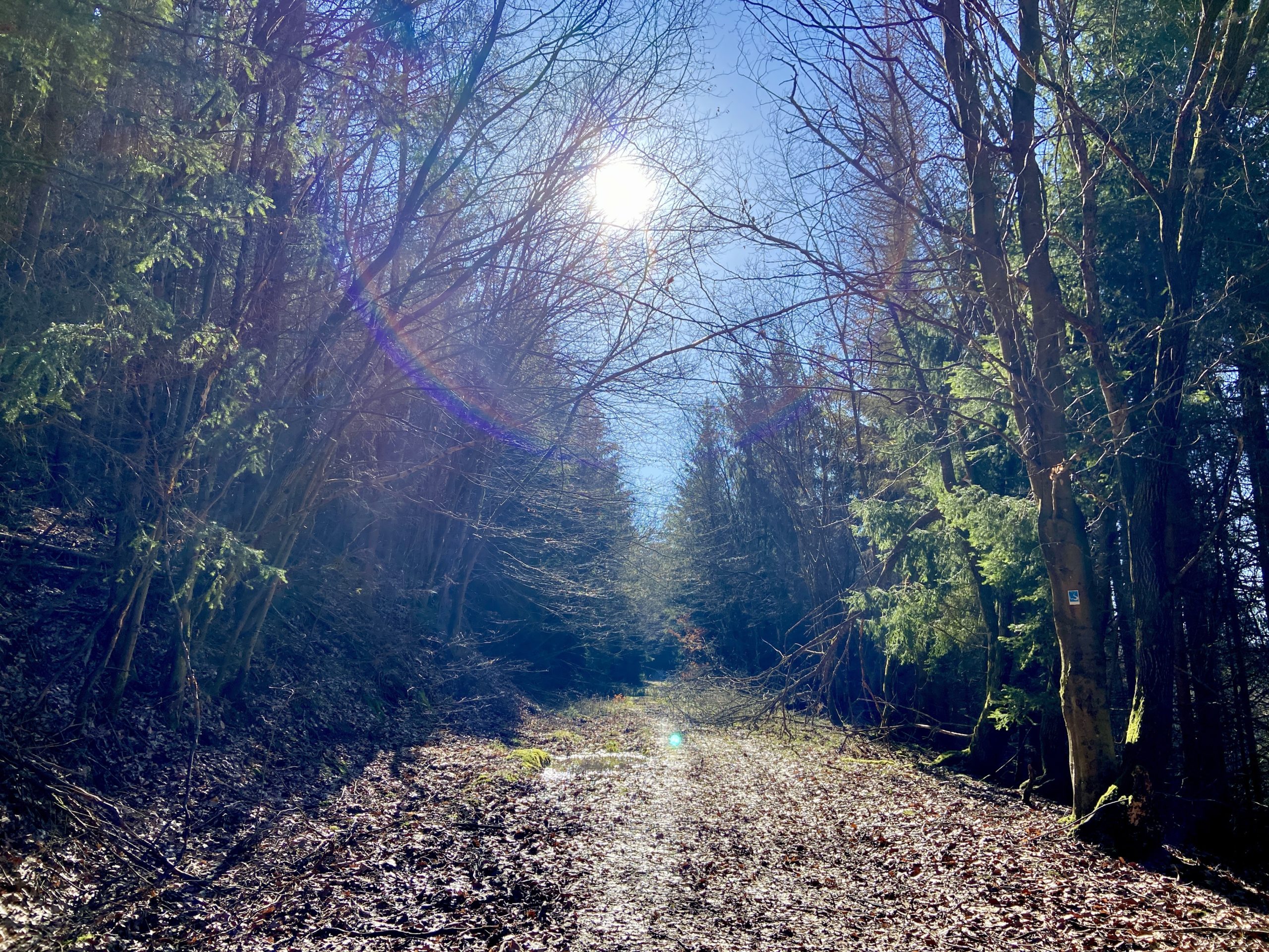 Wandern im Taunus Wispertrail Glaabacher Almauftrieb 