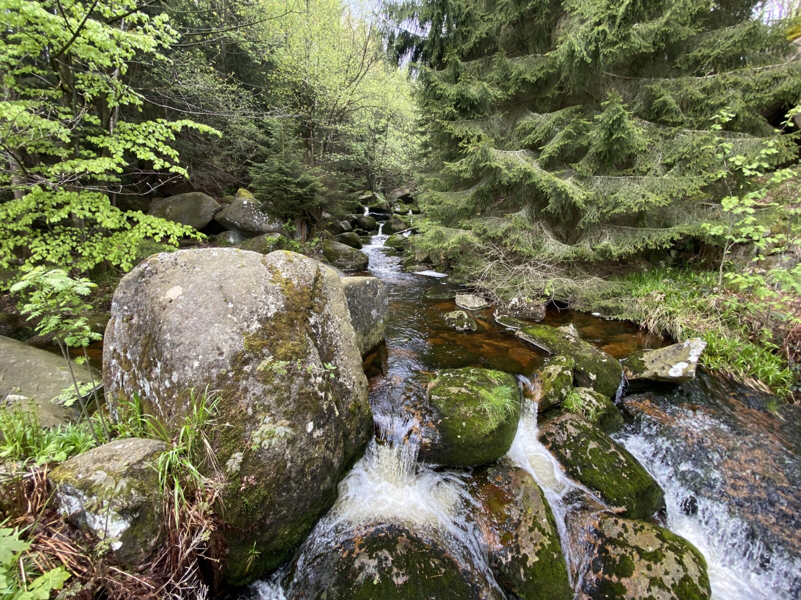 Wandern im Harz: Ottofels und Steinerne Renne