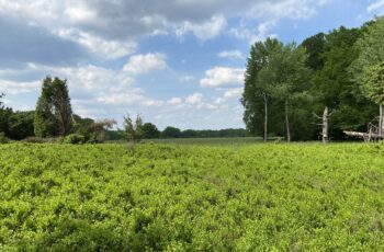 Wandern in der Lüneburger Heide: Von Undeloh nach Wilsede