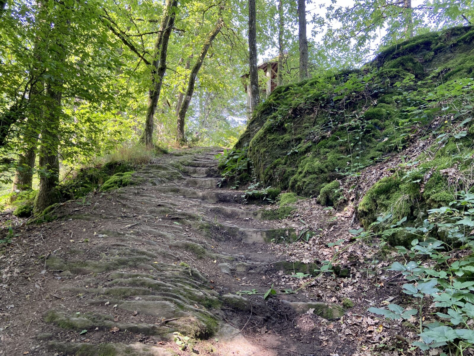 Wandern an der Mosel: Zwei-Burgen-Rundwanderweg ab Zell