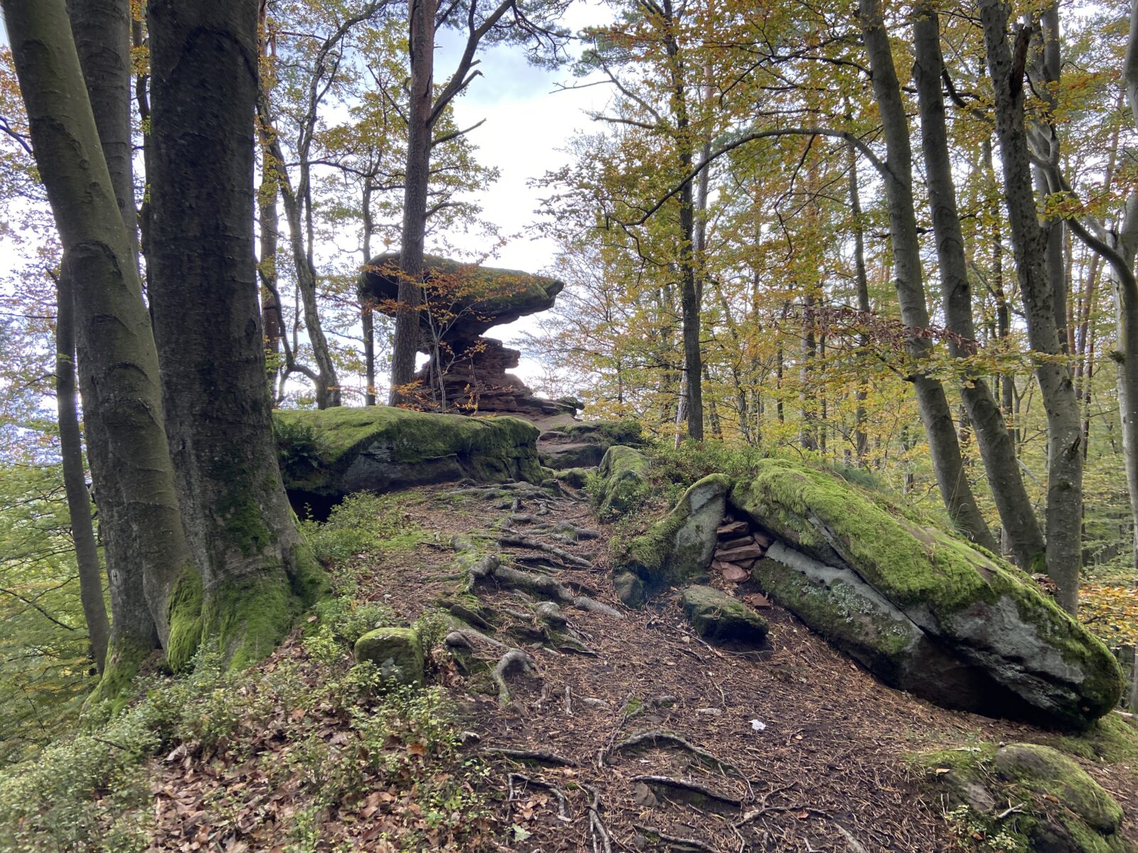 Wandern in der Pfalz: Rinnthaler Höhenweg