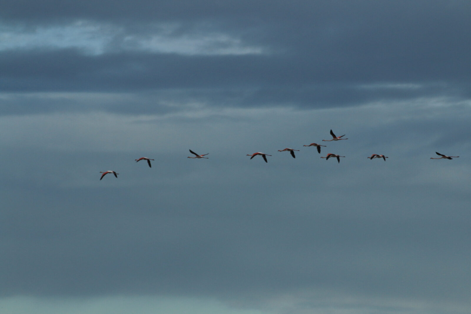 Frankreich: Camargue