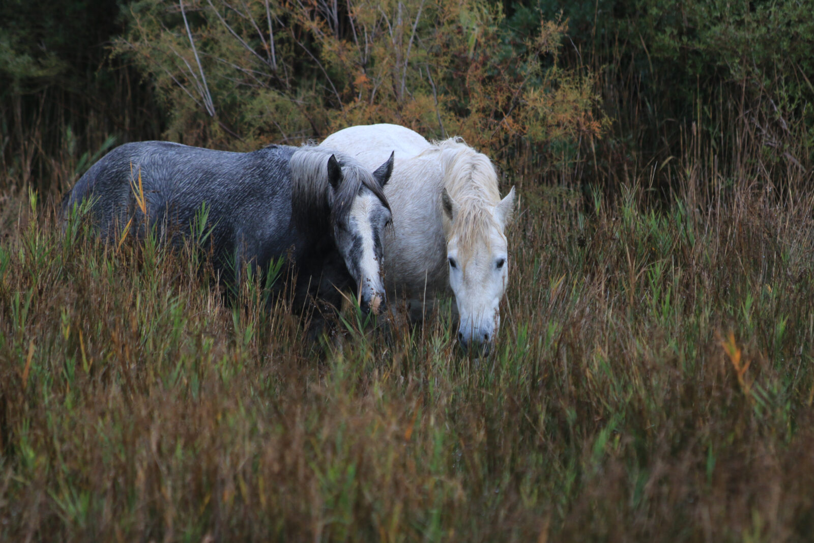 Frankreich: Camargue