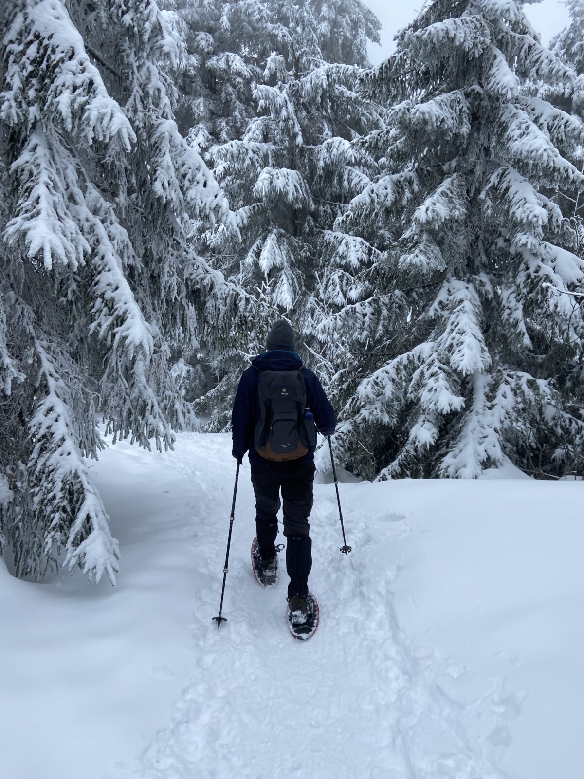 Schneeschuhwandern im Schwarzwald: Schliffkopf - Vogelskopf