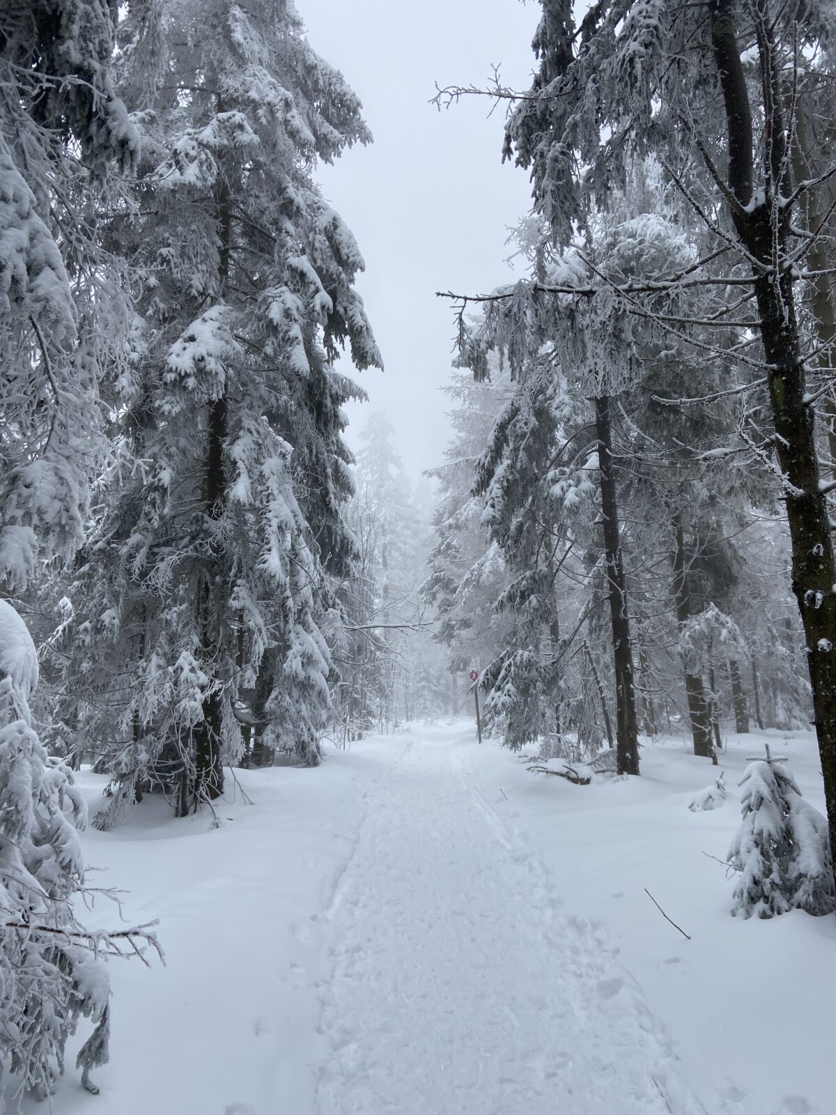 Schneeschuhwandern im Schwarzwald: Schliffkopf - Vogelskopf