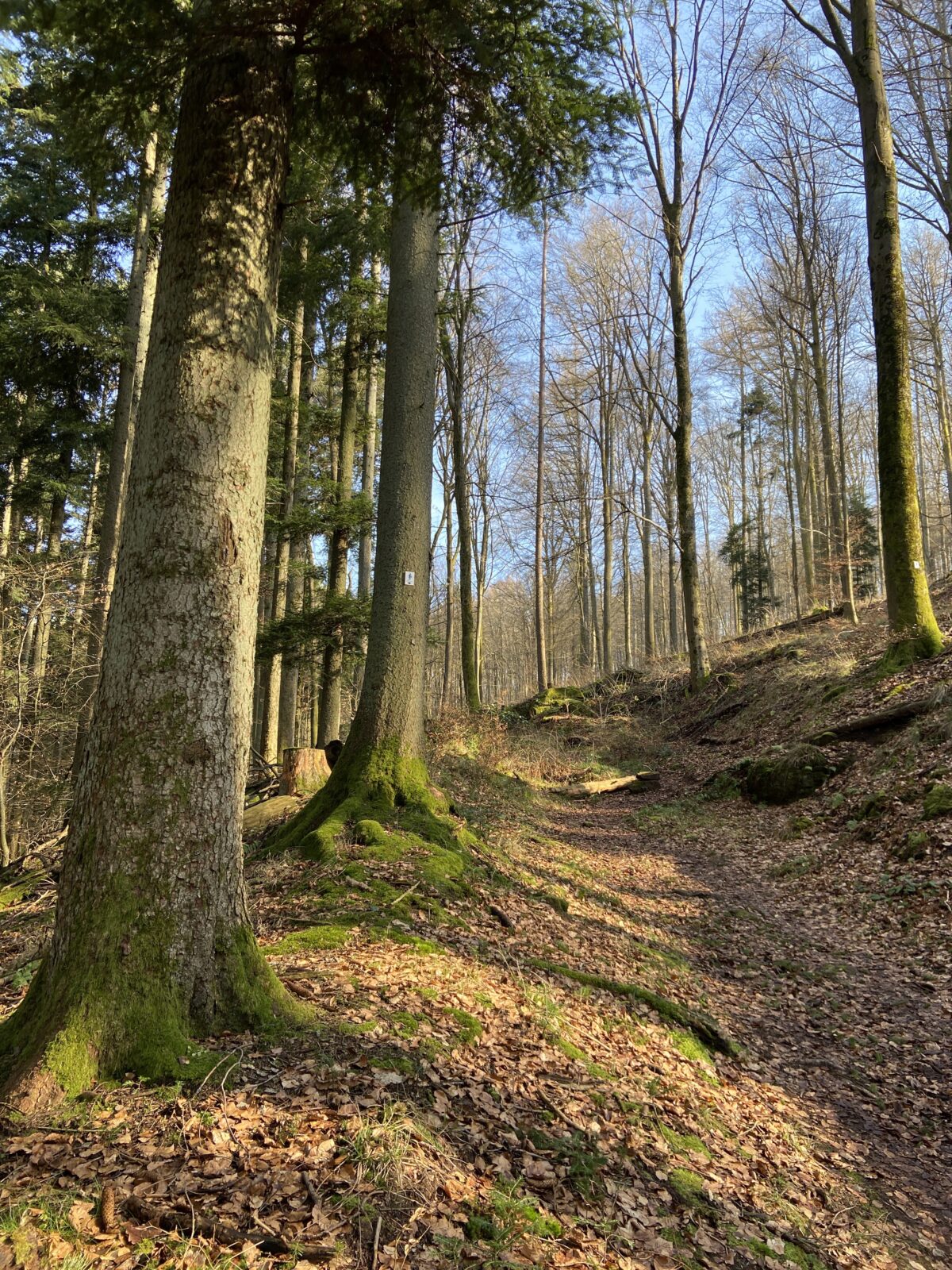 Wandern m Pfälzer Wald: Teufelspfad bei Pirmasens