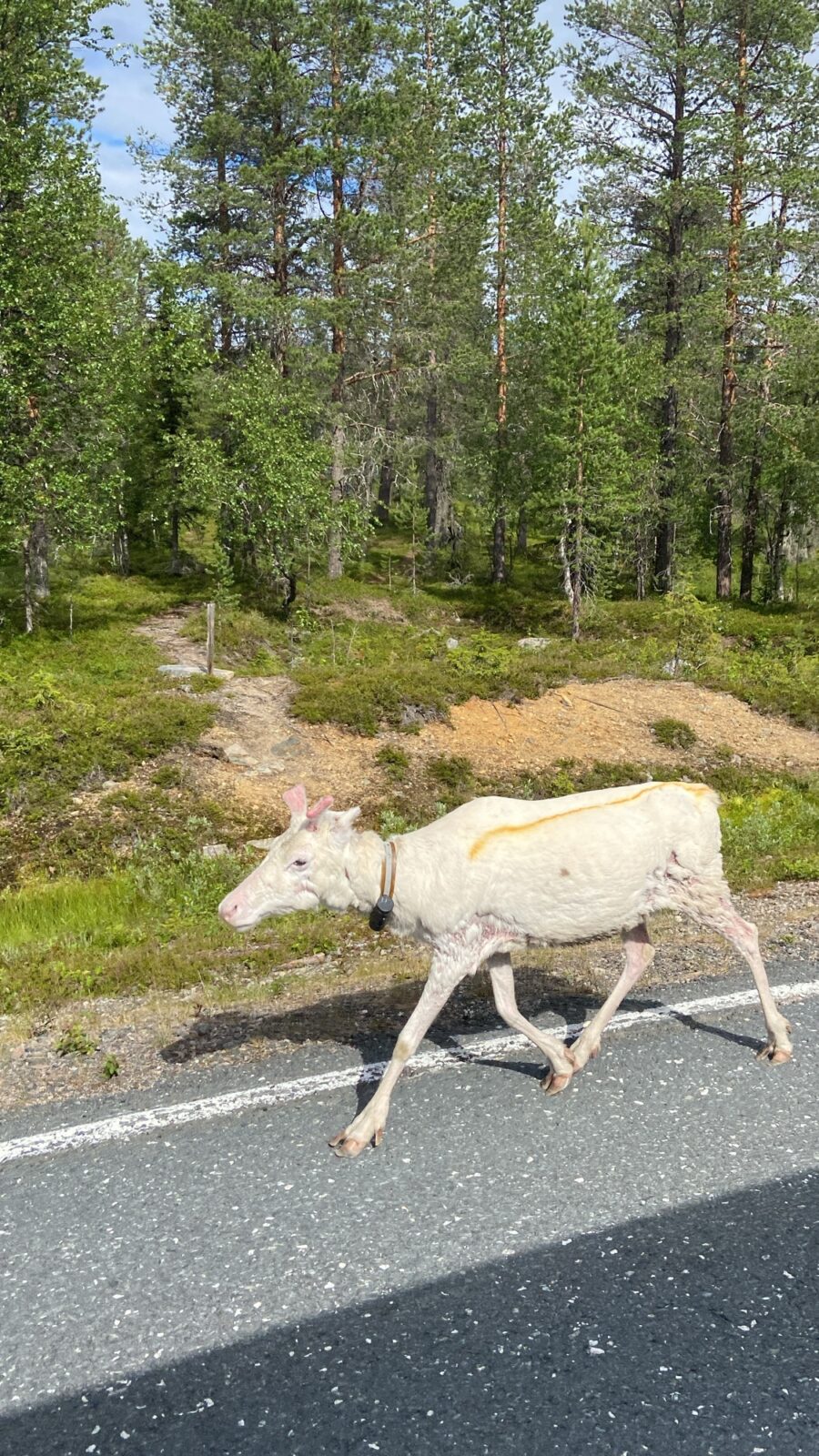 Roadtrip Nordkap: Pallas-Yllästunturin kansallispuisto