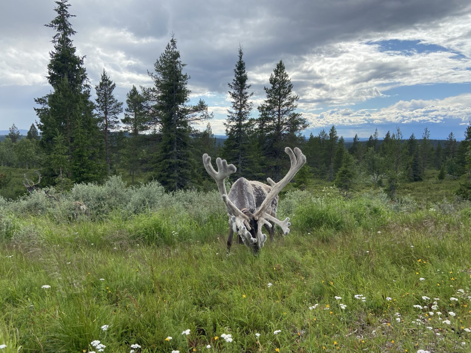 Roadtrip Nordkap: Pallas-Yllästunturin kansallispuisto