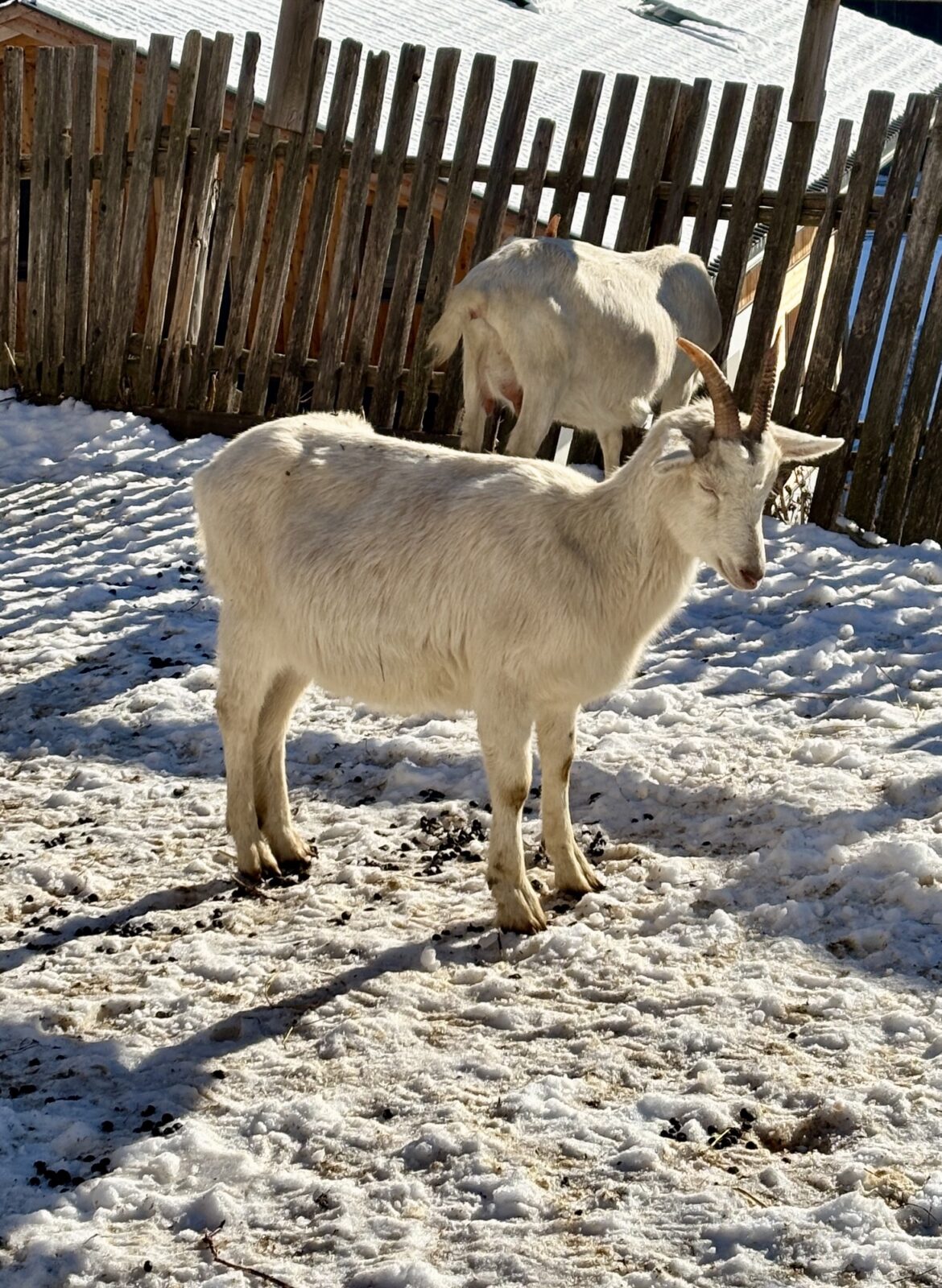 Wandern in Südtirol: Winterwanderung zur Bizathütte