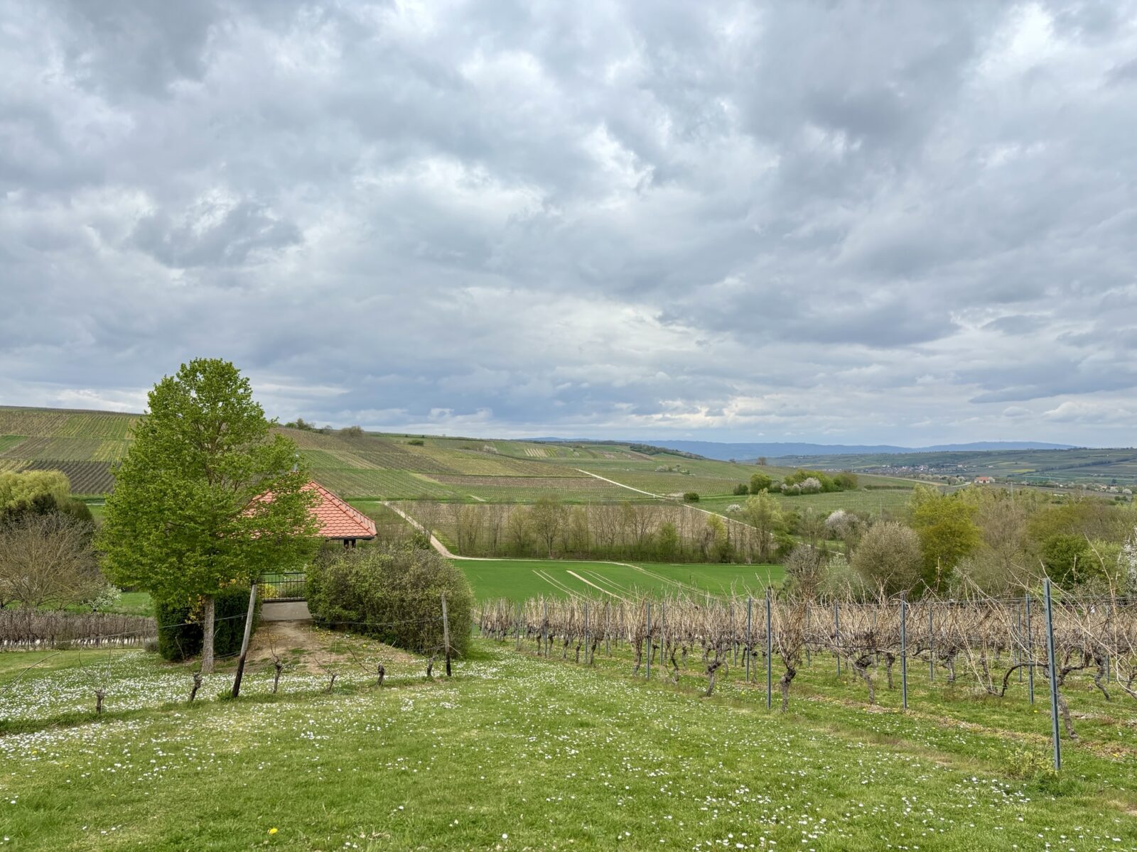 Wandern in Rheinhessen: Engelstädter Aussichtsroute