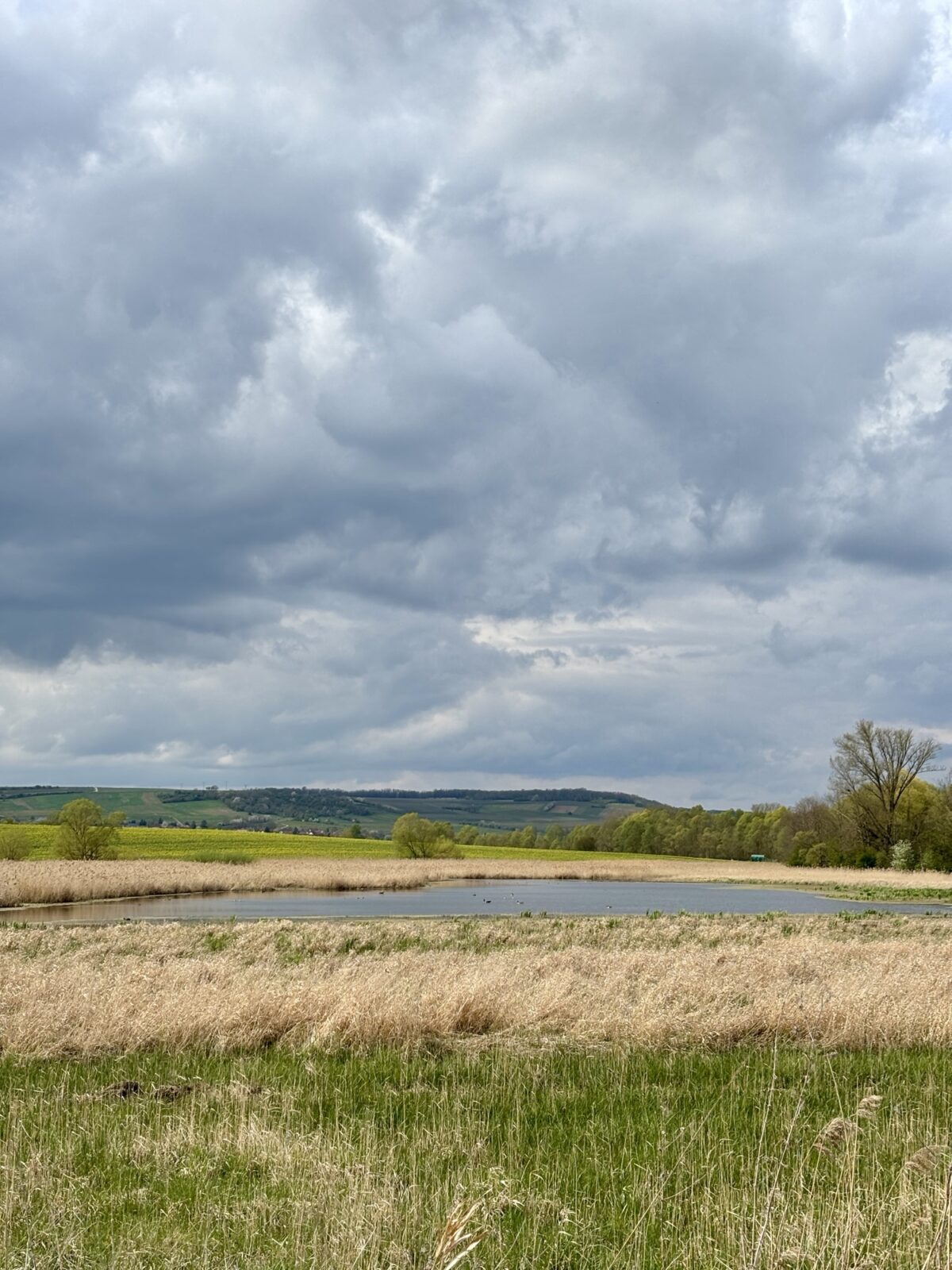 Wandern in Rheinhessen: Engelstädter Aussichtsroute