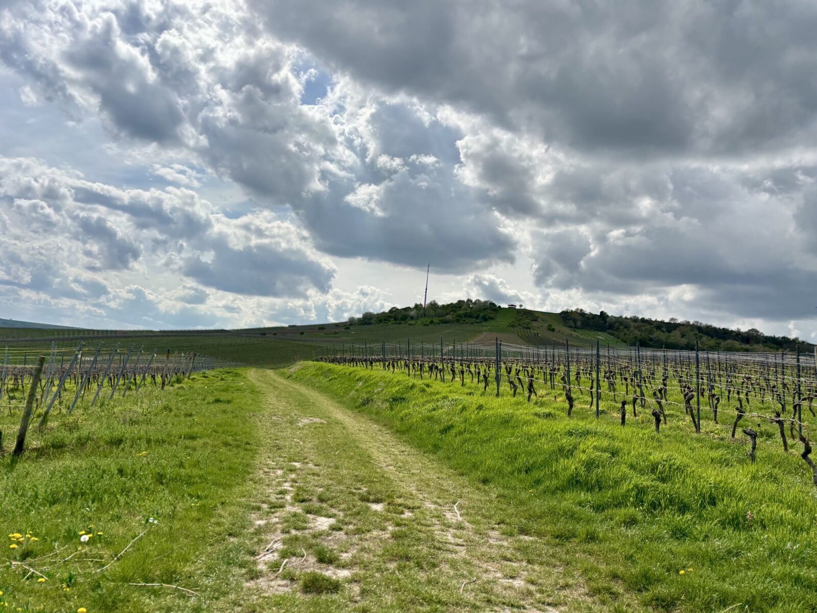 Wandern in Rheinhessen: Engelstädter Aussichtsroute