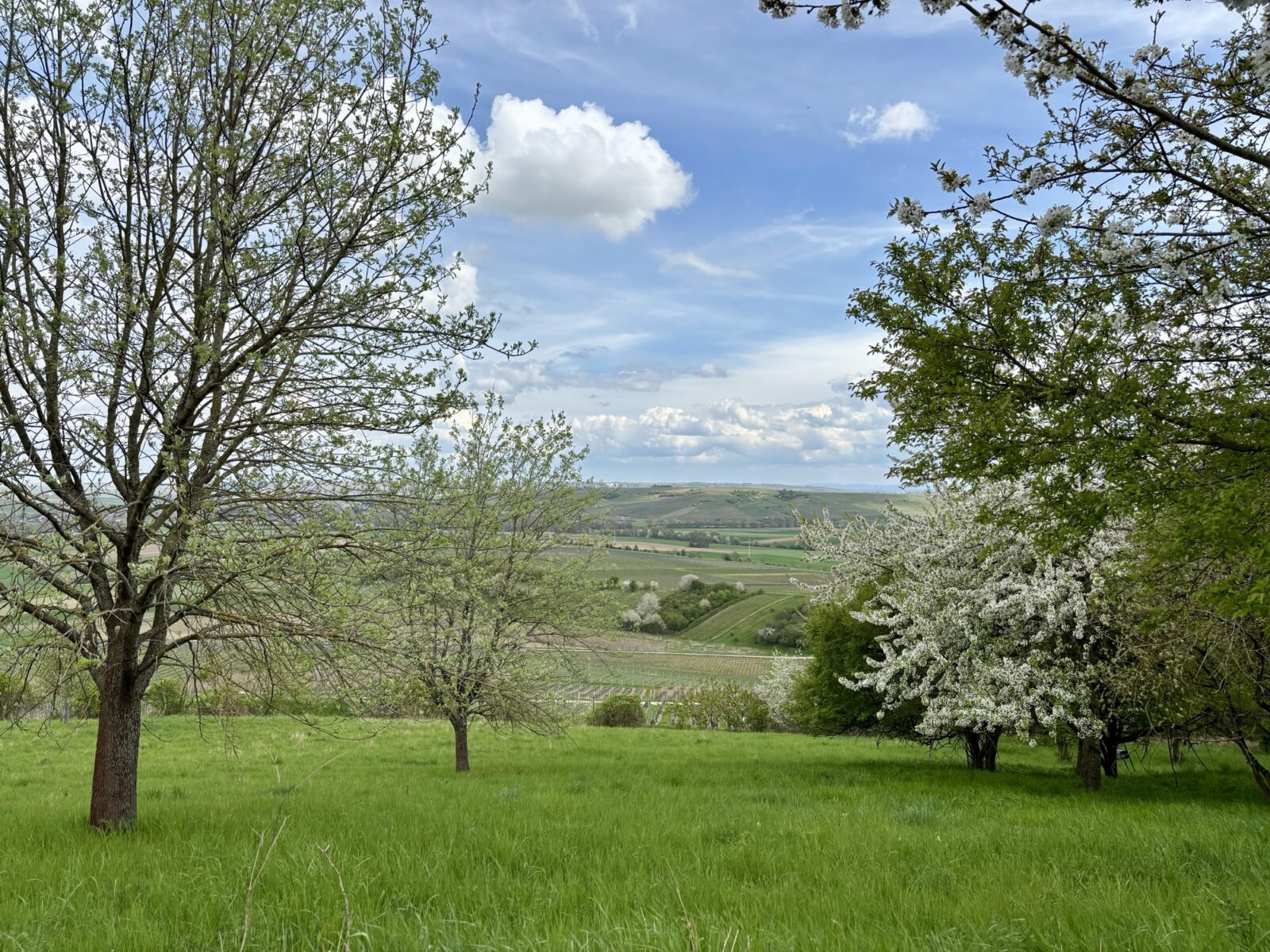 Wandern in Rheinhessen: Engelstädter Aussichtsroute