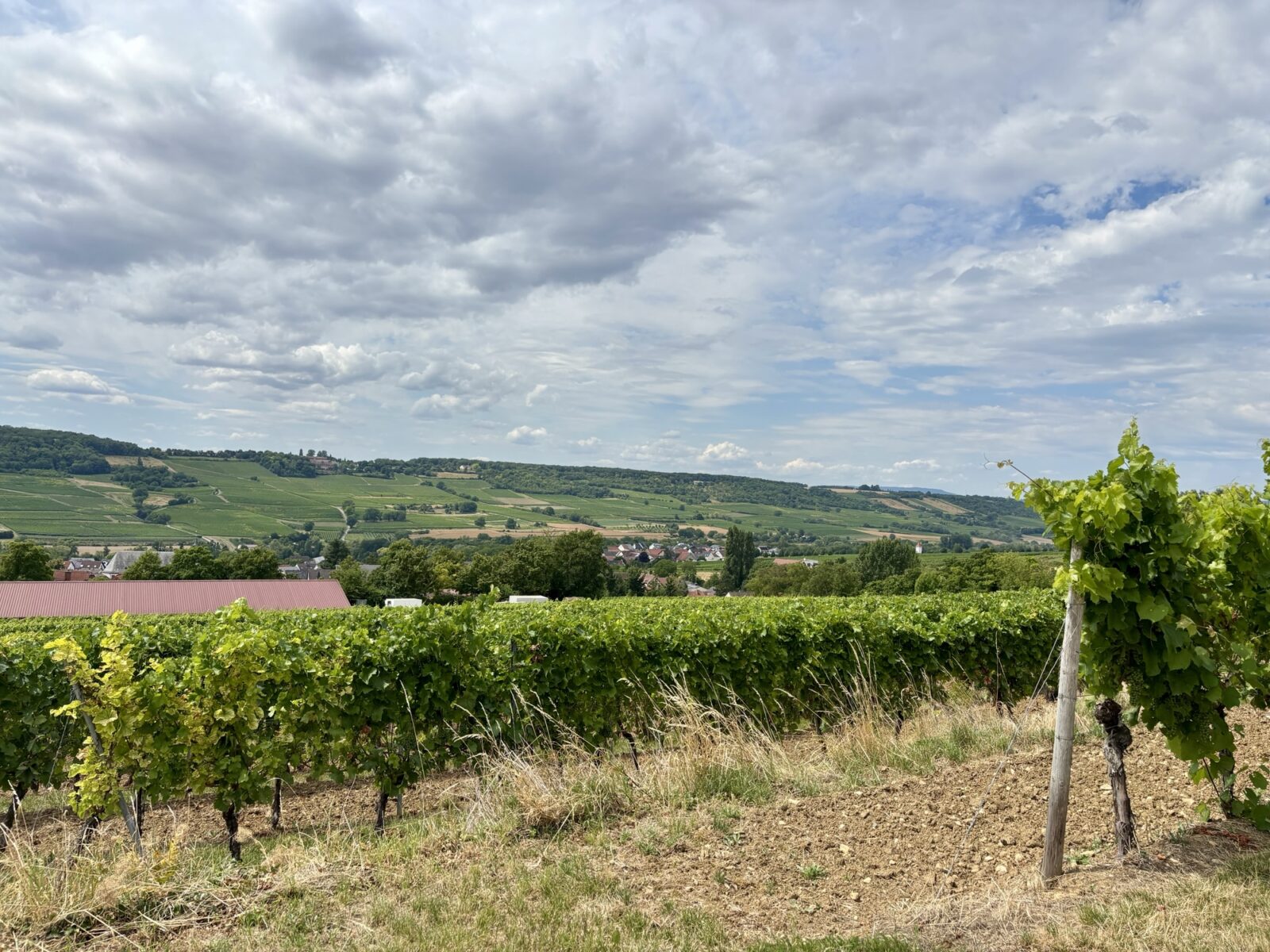 Wandern in Rheinhessen: Von Großwinternheim übers Sauerbachtal nach Schwabenheim