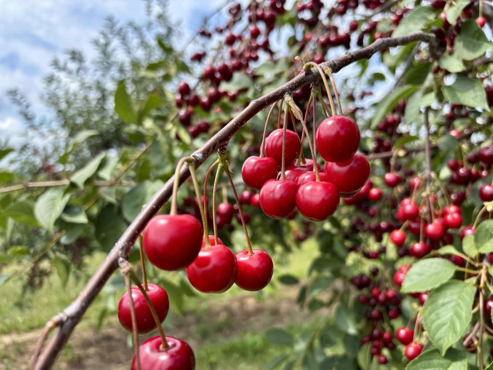 Wandern in Rheinhessen: Von Großwinternheim übers Sauerbachtal nach Schwabenheim