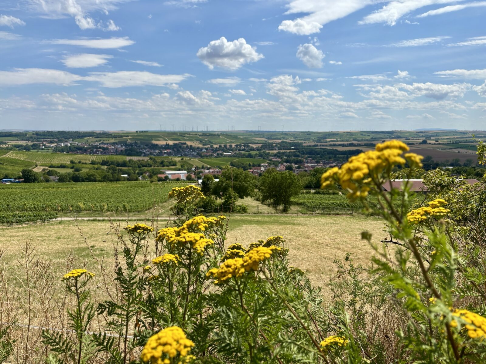 Wandern in Rheinhessen: Von Großwinternheim übers Sauerbachtal nach Schwabenheim