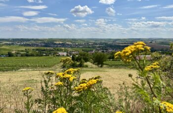 Wandern in Rheinhessen: Von Großwinternheim übers Sauerbachtal nach Schwabenheim
