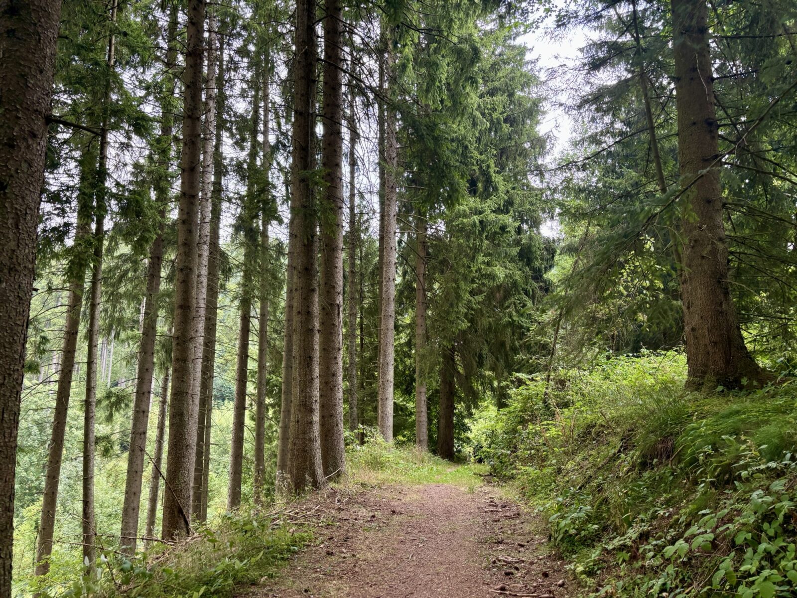 Wandern im Schwarzwald: Vom Titisee auf den Hochfirst