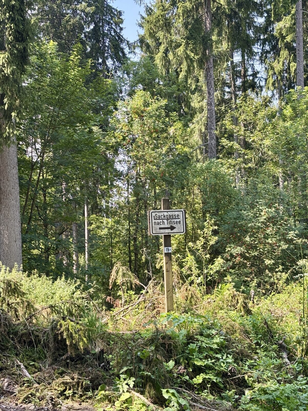 Wandern im Schwarzwald: Vom Titisee auf den Hochfirst