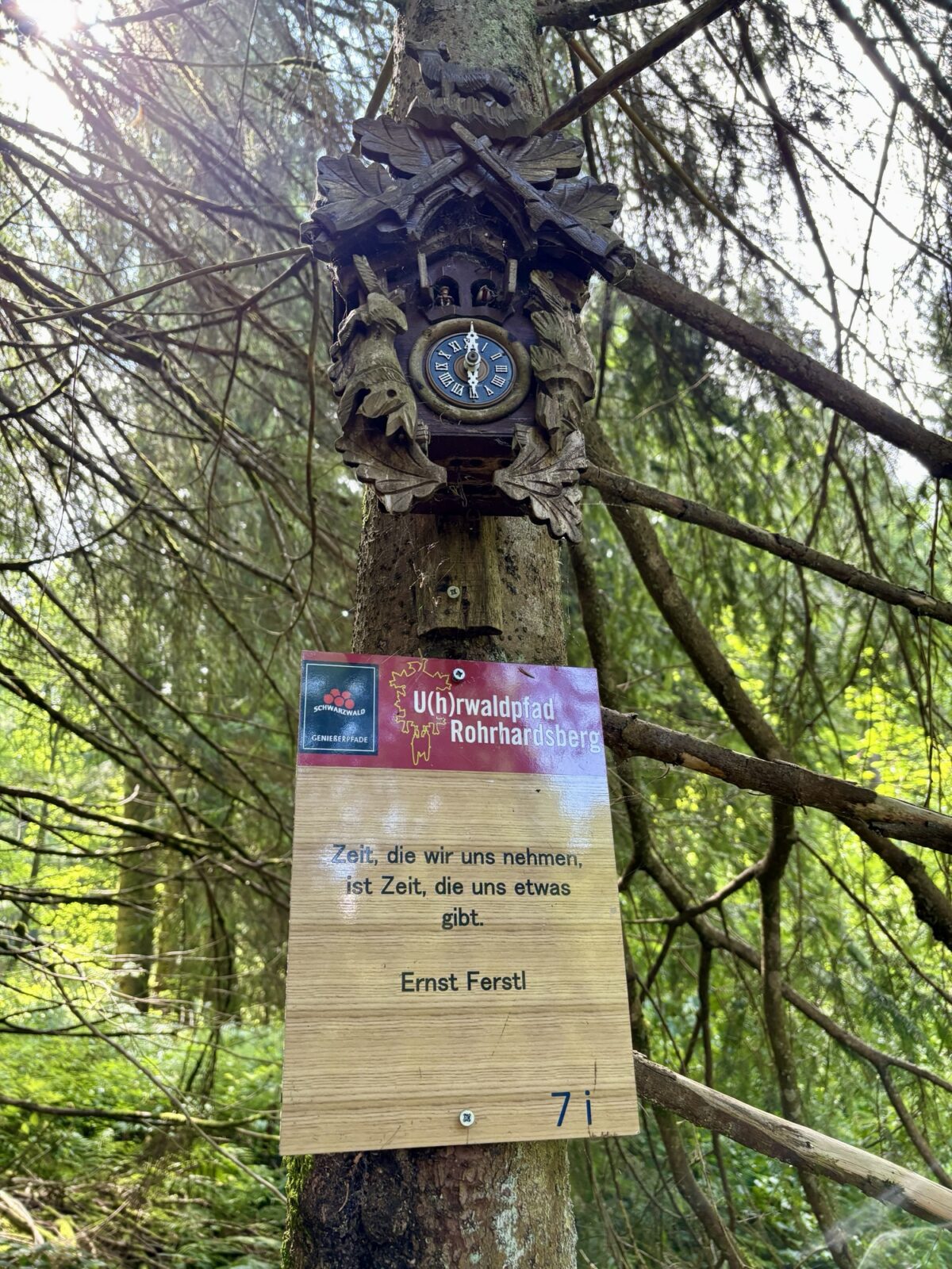 Wandern im Schwarzwald: U(h)rwaldpfad Rohrhardsberg