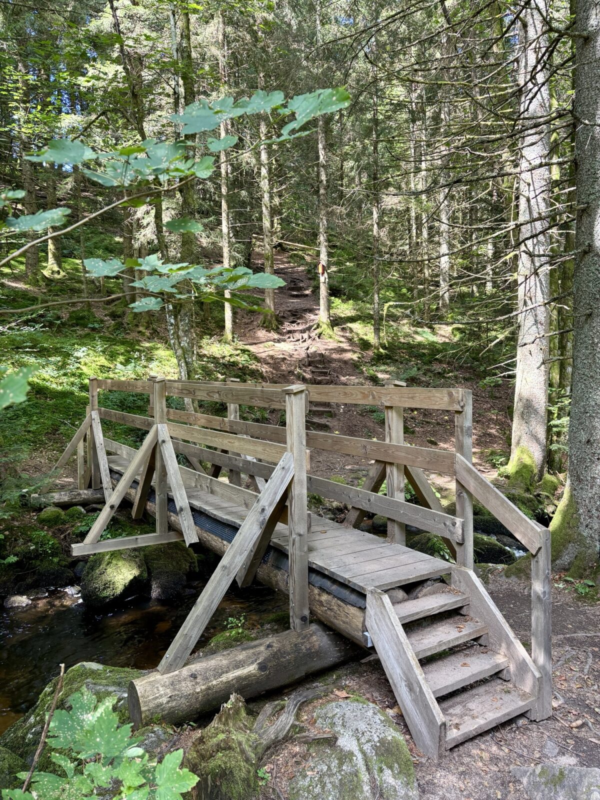 Wandern im Schwarzwald: U(h)rwaldpfad Rohrhardsberg