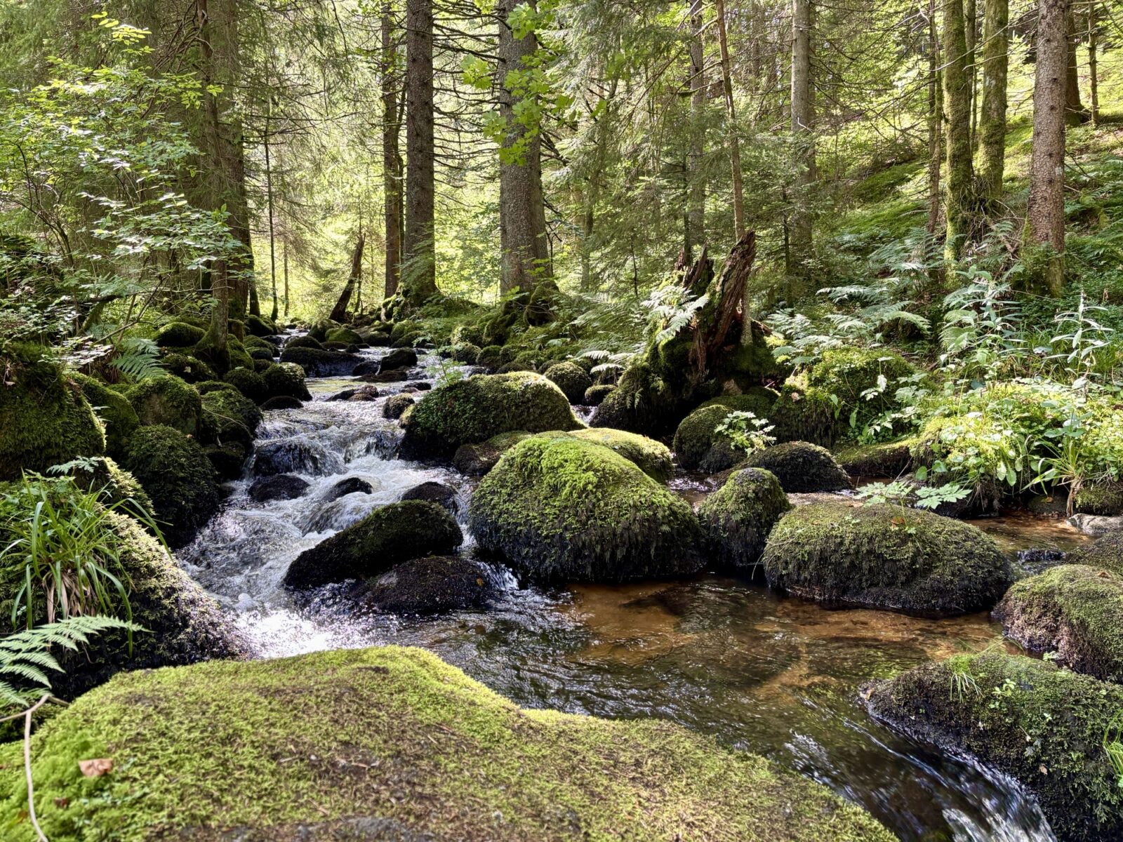 Wandern im Schwarzwald: U(h)rwaldpfad Rohrhardsberg
