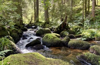 Wandern im Schwarzwald: U(h)rwaldpfad Rohrhardsberg