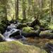 Wandern im Schwarzwald: U(h)rwaldpfad Rohrhardsberg