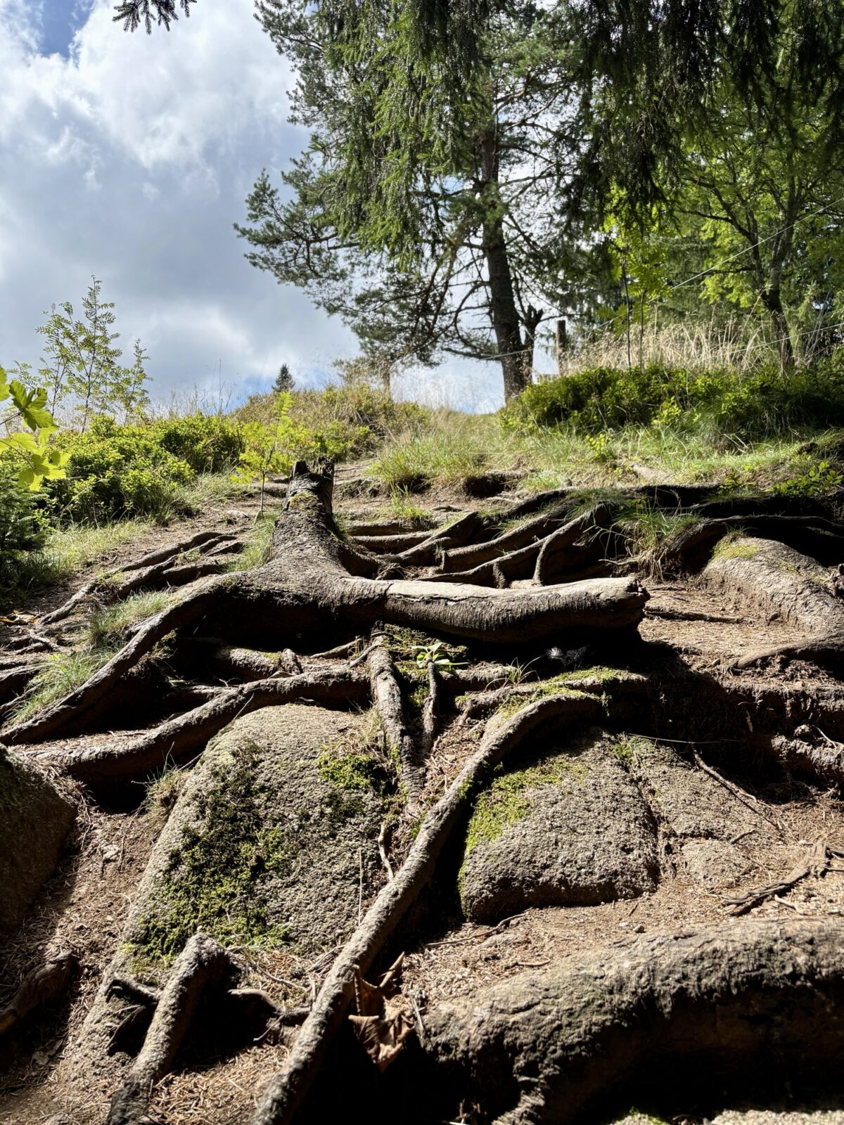 Wandern im Schwarzwald: U(h)rwaldpfad Rohrhardsberg