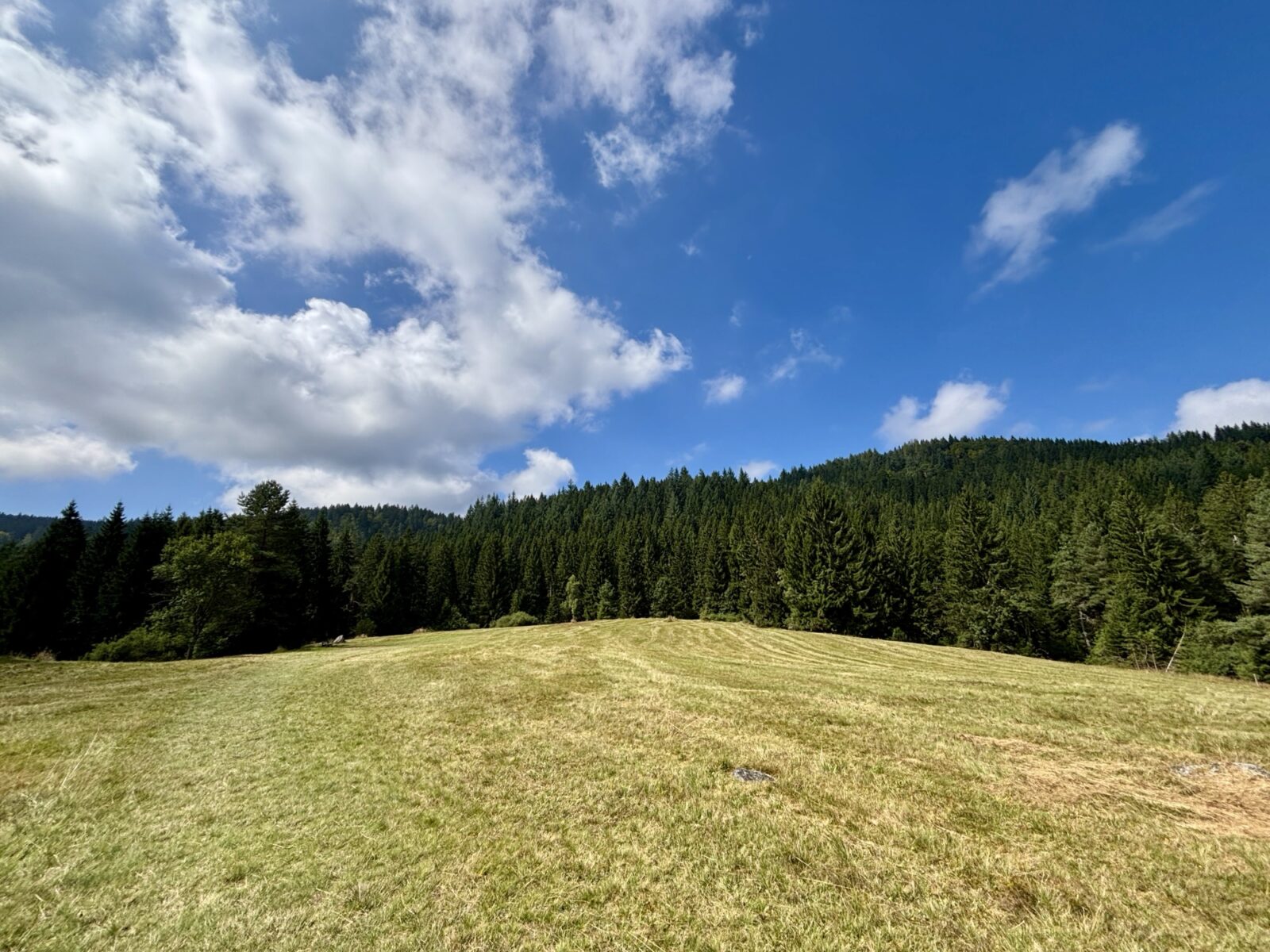 Wandern im Schwarzwald: U(h)rwaldpfad Rohrhardsberg
