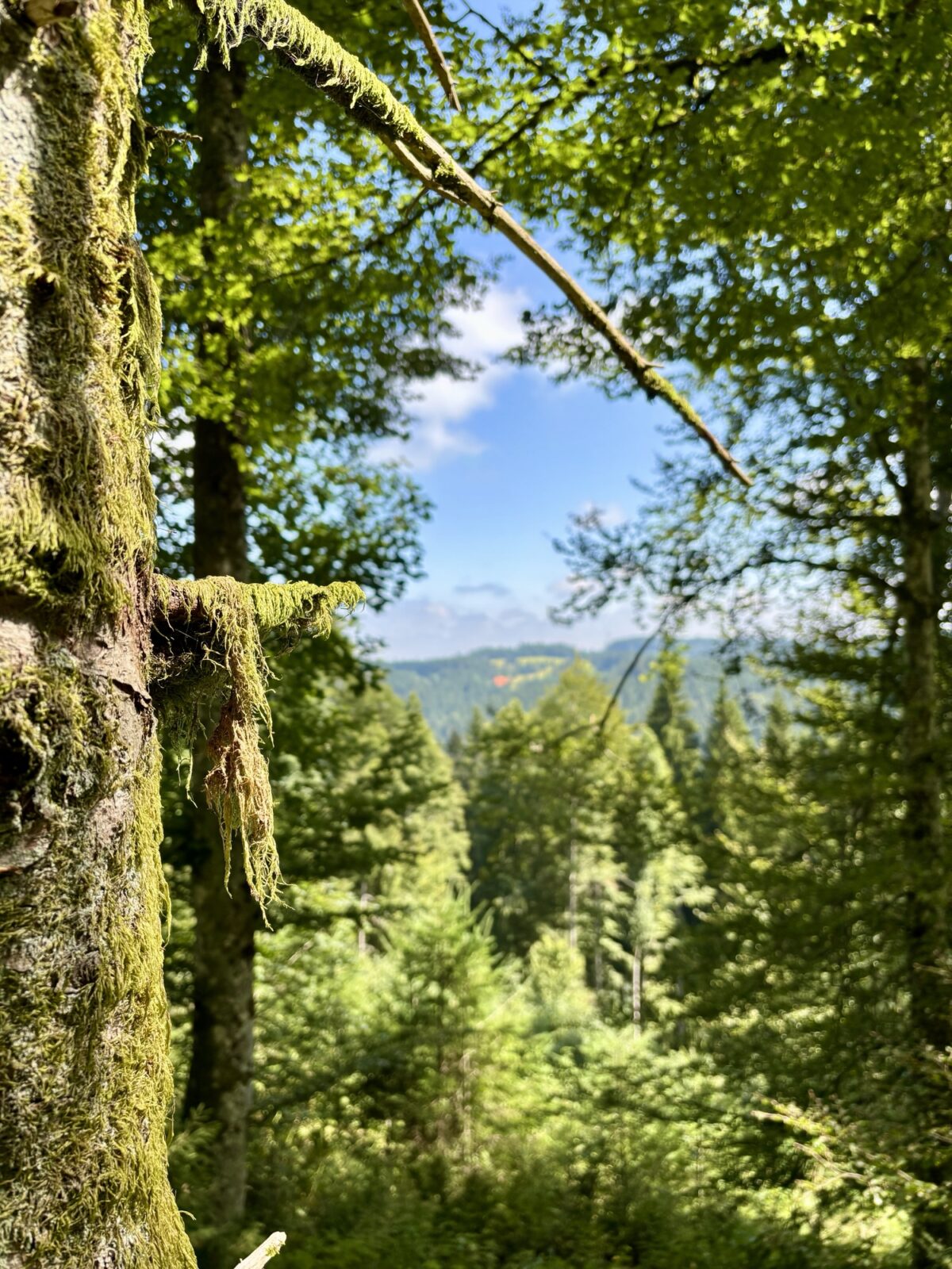 Wandern im Schwarzwald: U(h)rwaldpfad Rohrhardsberg