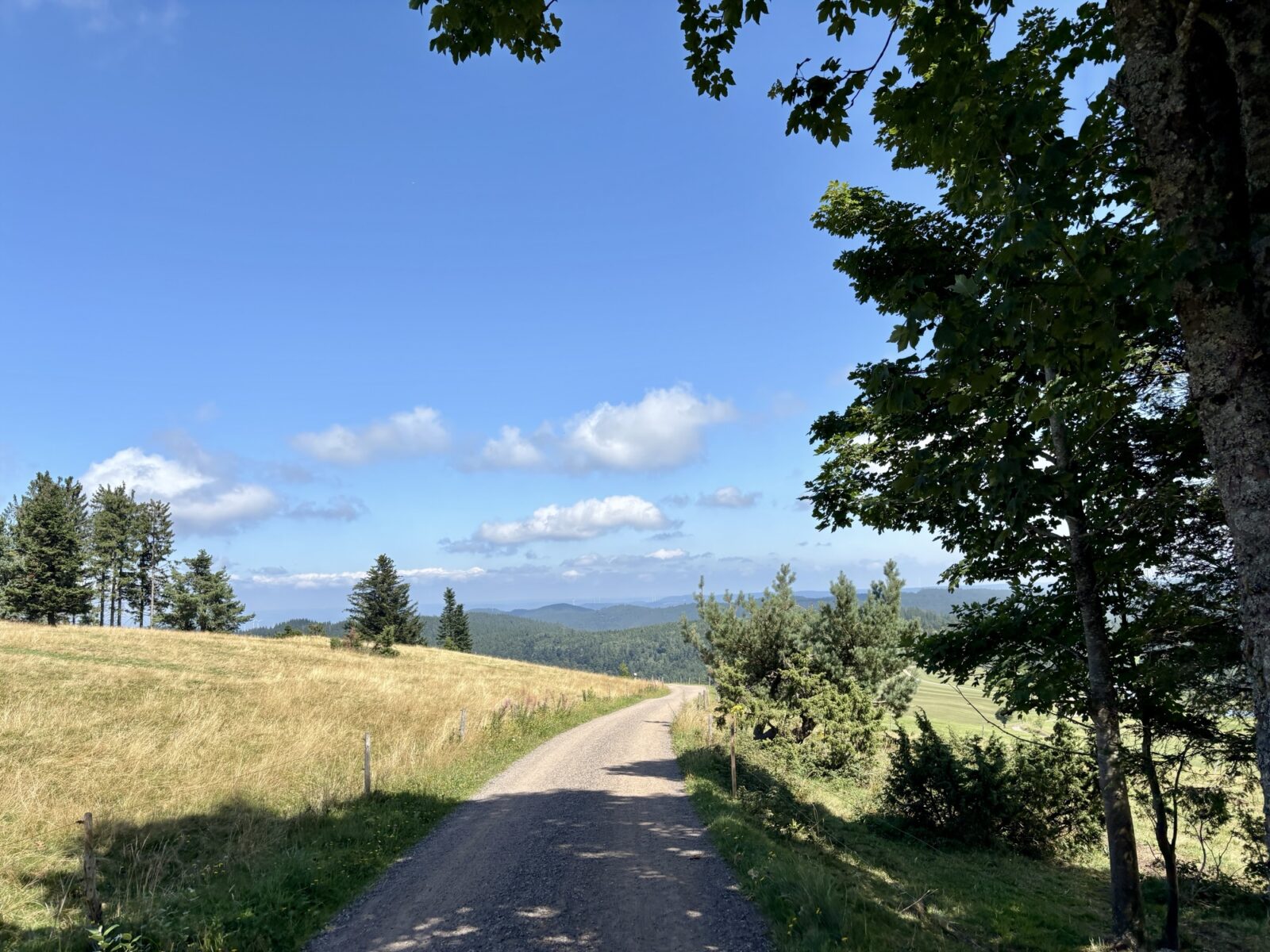Wandern im Schwarzwald: U(h)rwaldpfad Rohrhardsberg