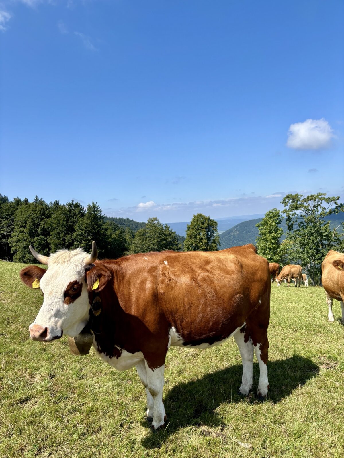 Wandern im Schwarzwald: U(h)rwaldpfad Rohrhardsberg