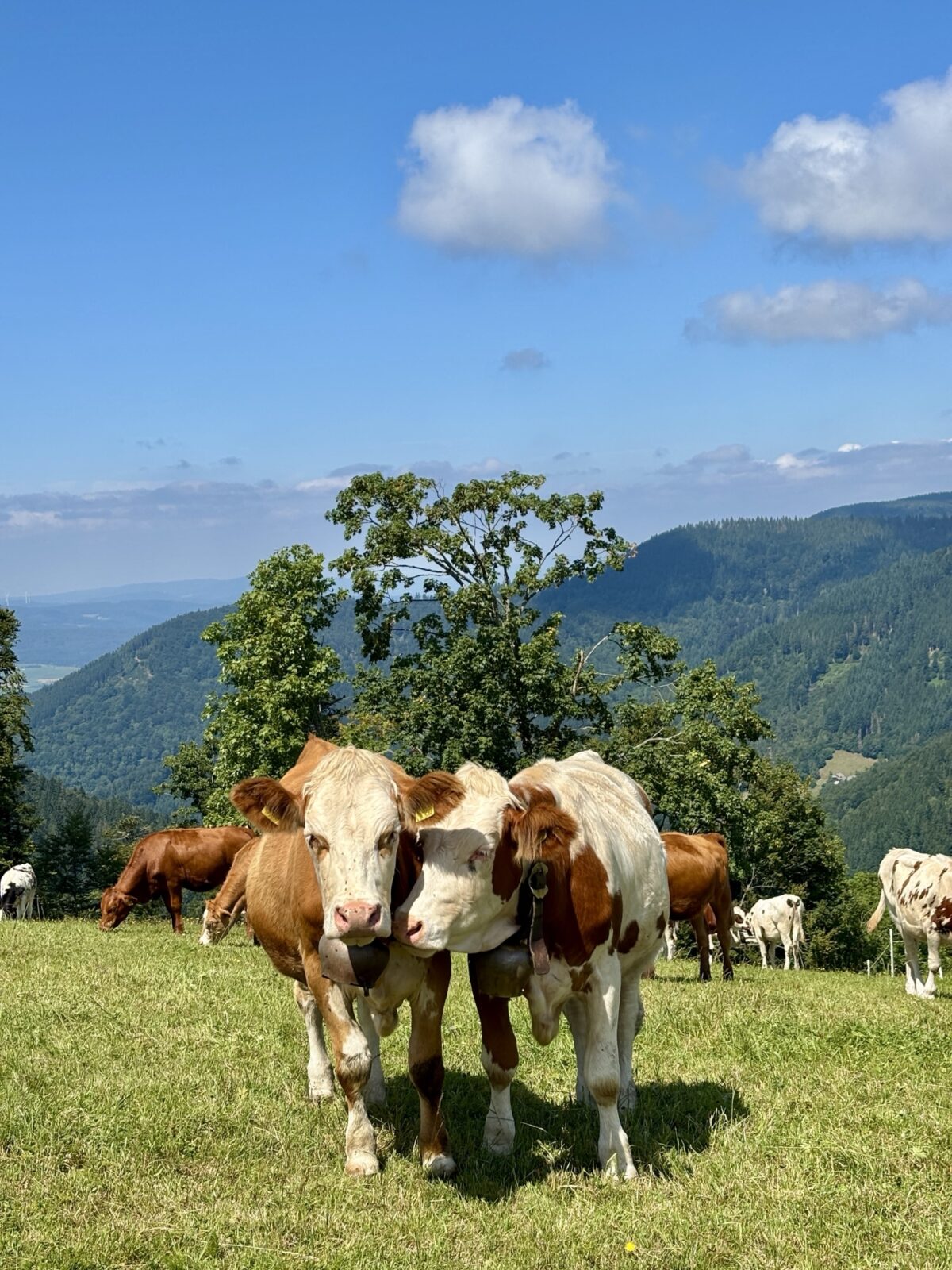 Wandern im Schwarzwald: U(h)rwaldpfad Rohrhardsberg