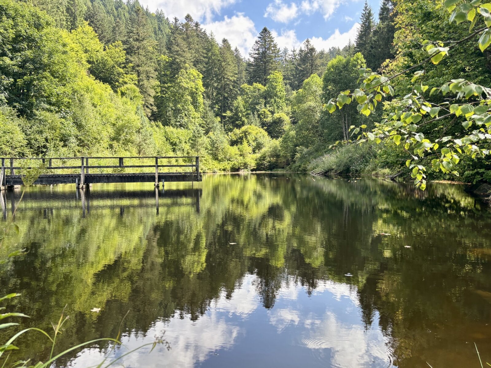 Wandern im Schwarzwald: U(h)rwaldpfad Rohrhardsberg