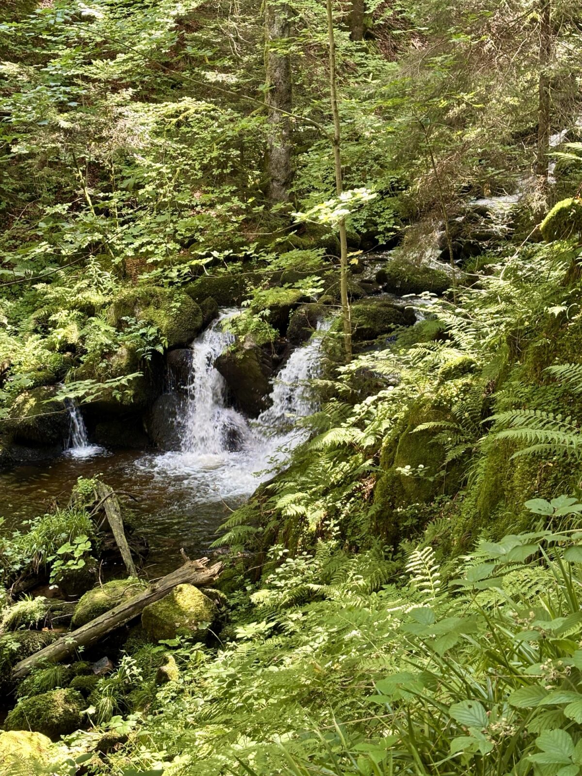Wandern im Schwarzwald: U(h)rwaldpfad Rohrhardsberg