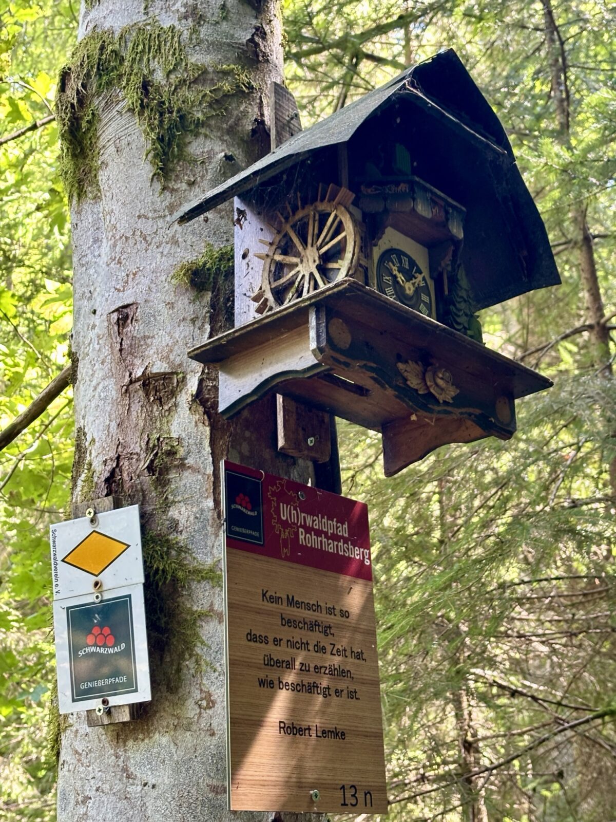 Wandern im Schwarzwald: U(h)rwaldpfad Rohrhardsberg