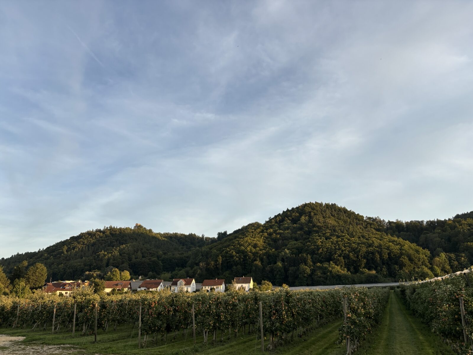 Bus-Abenteuer: Stellplatz in Bodman am Bodensee