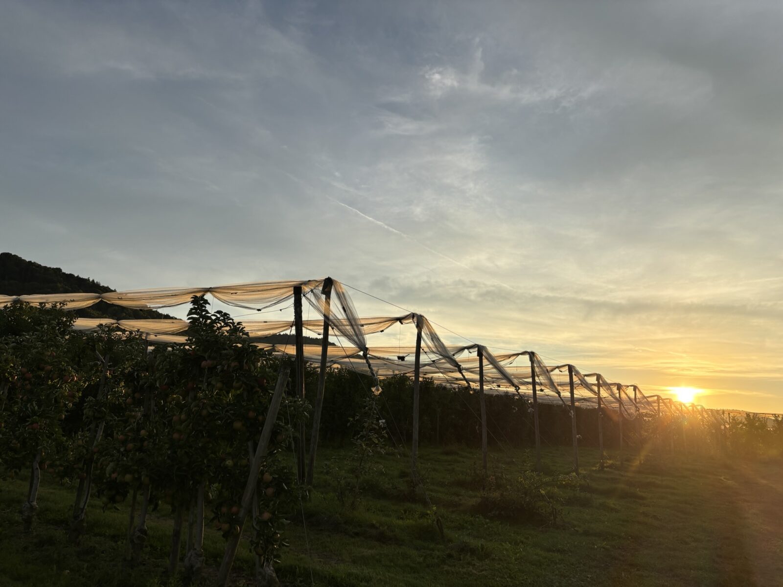Bus-Abenteuer: Stellplatz in Bodman am Bodensee
