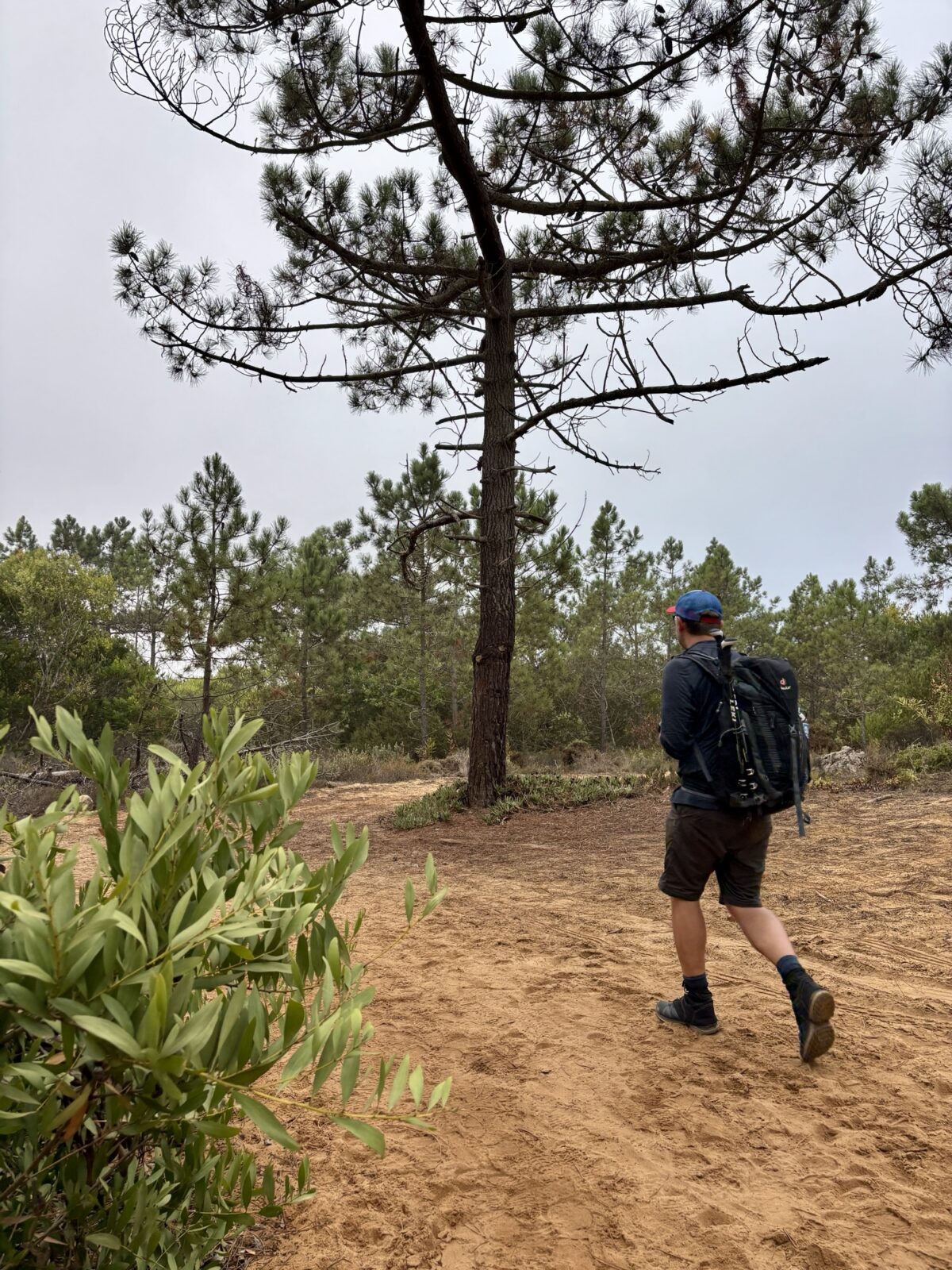 Wandern in Portugal: Fischerweg von Zambujeira do Mar nach Odeceixe