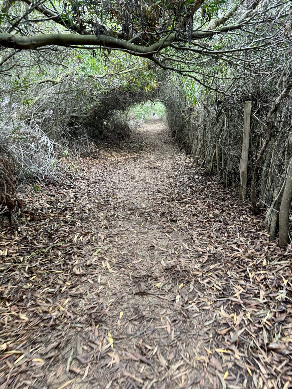 Wandern in Portugal: Fischerweg von Zambujeira do Mar nach Odeceixe