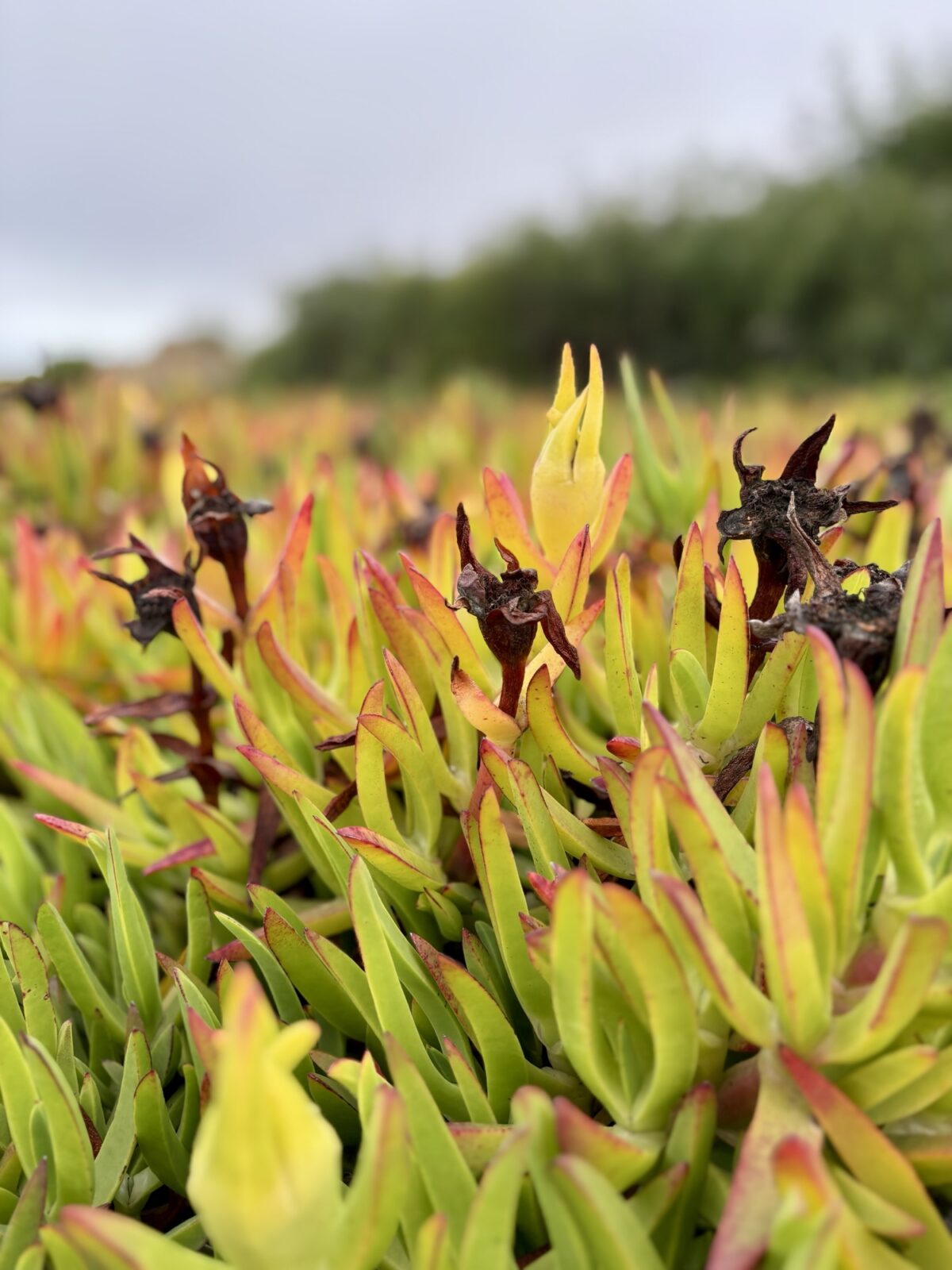 Wandern in Portugal: Fischerweg von Zambujeira do Mar nach Odeceixe