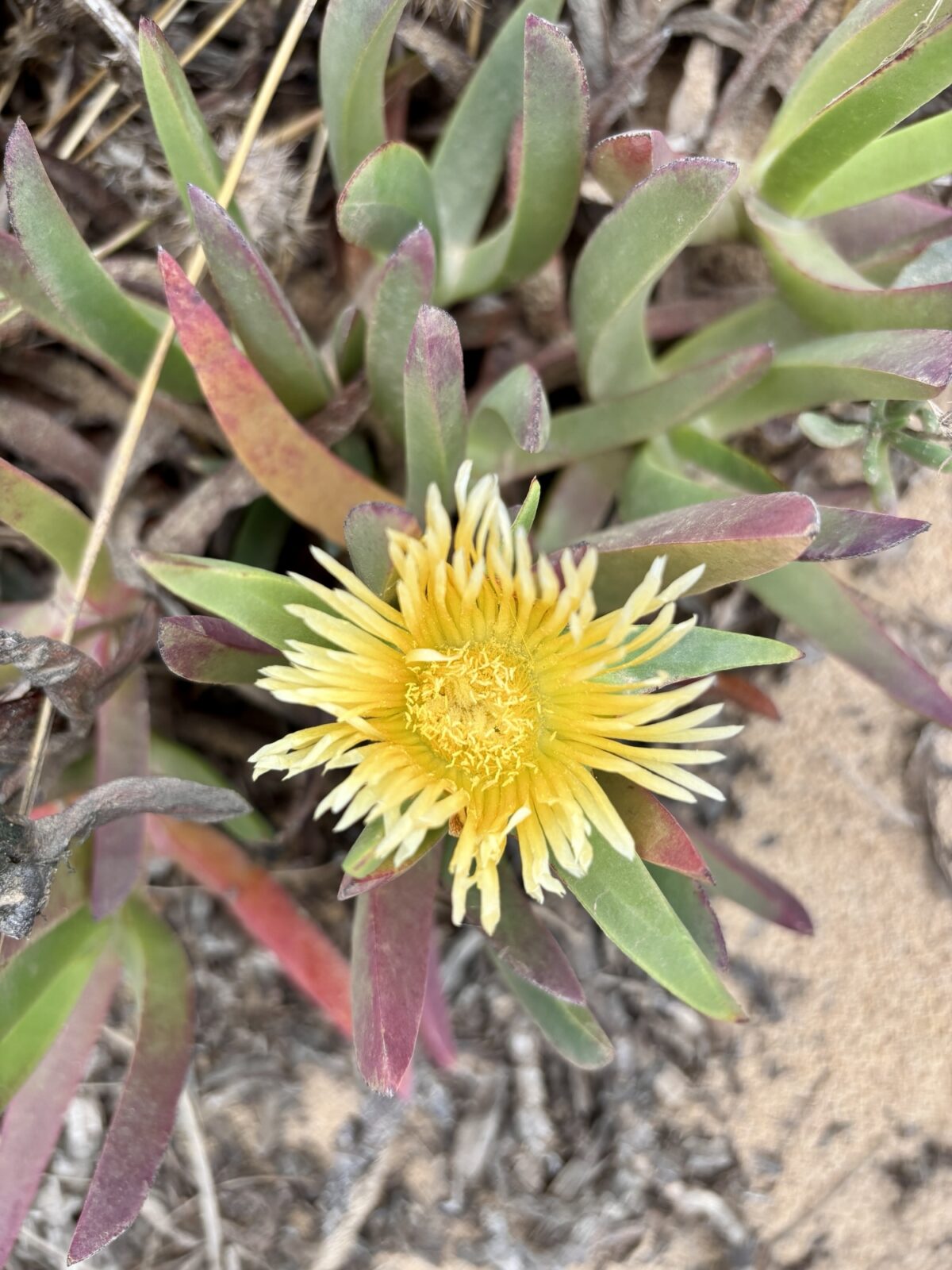 Wandern in Portugal: Fischerweg von Zambujeira do Mar nach Odeceixe