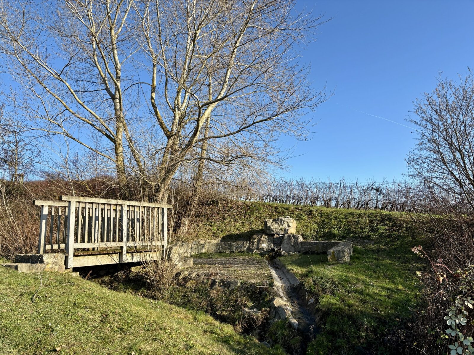 Wandern im Rheingau: Riesling-Schleife bei Martinsthal