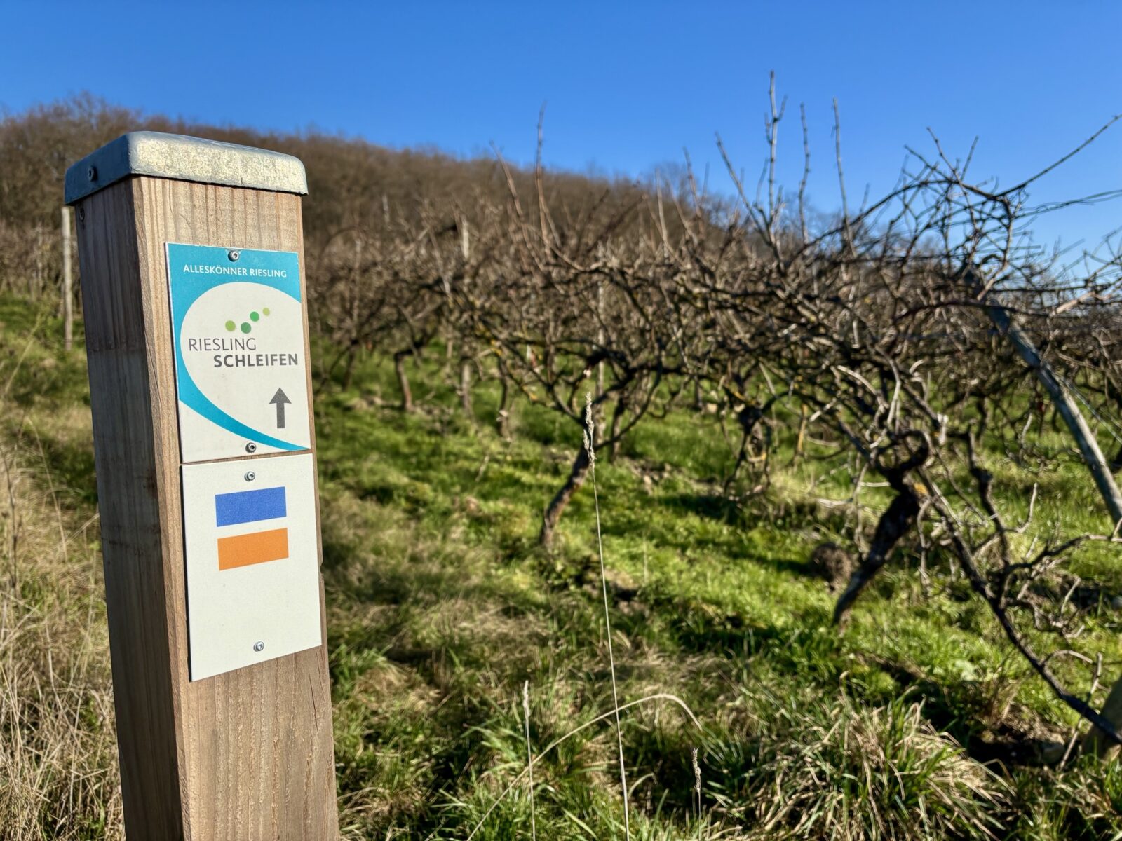 Wandern im Rheingau: Riesling-Schleife bei Martinsthal