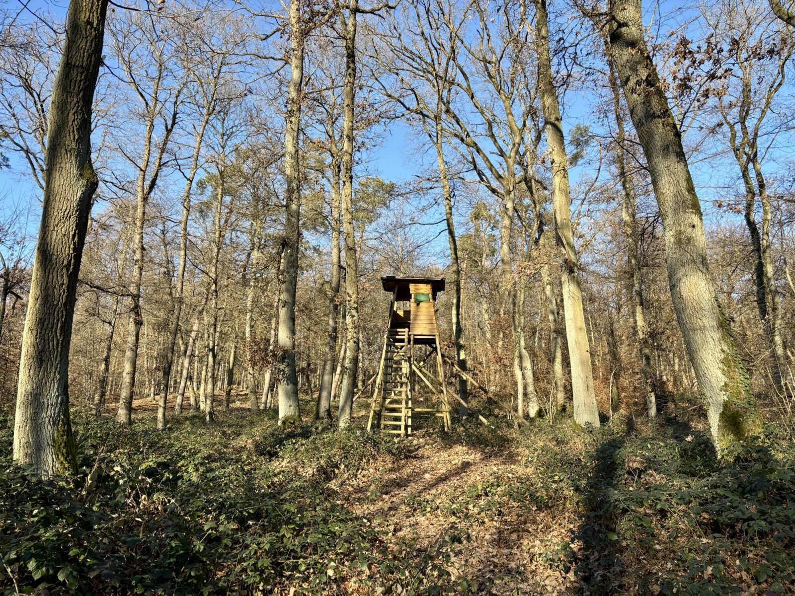 Wandern im Rheingau: Riesling-Schleife bei Martinsthal