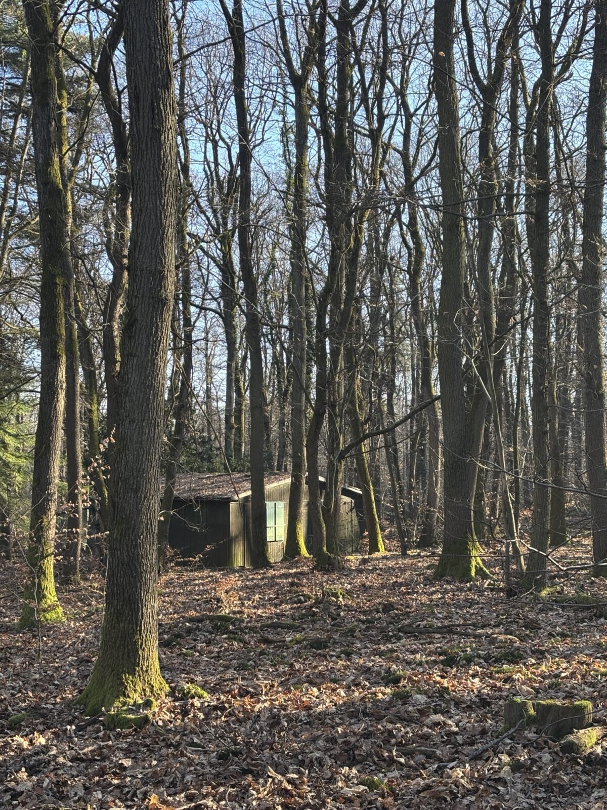Wandern im Rheingau: Riesling-Schleife bei Martinsthal