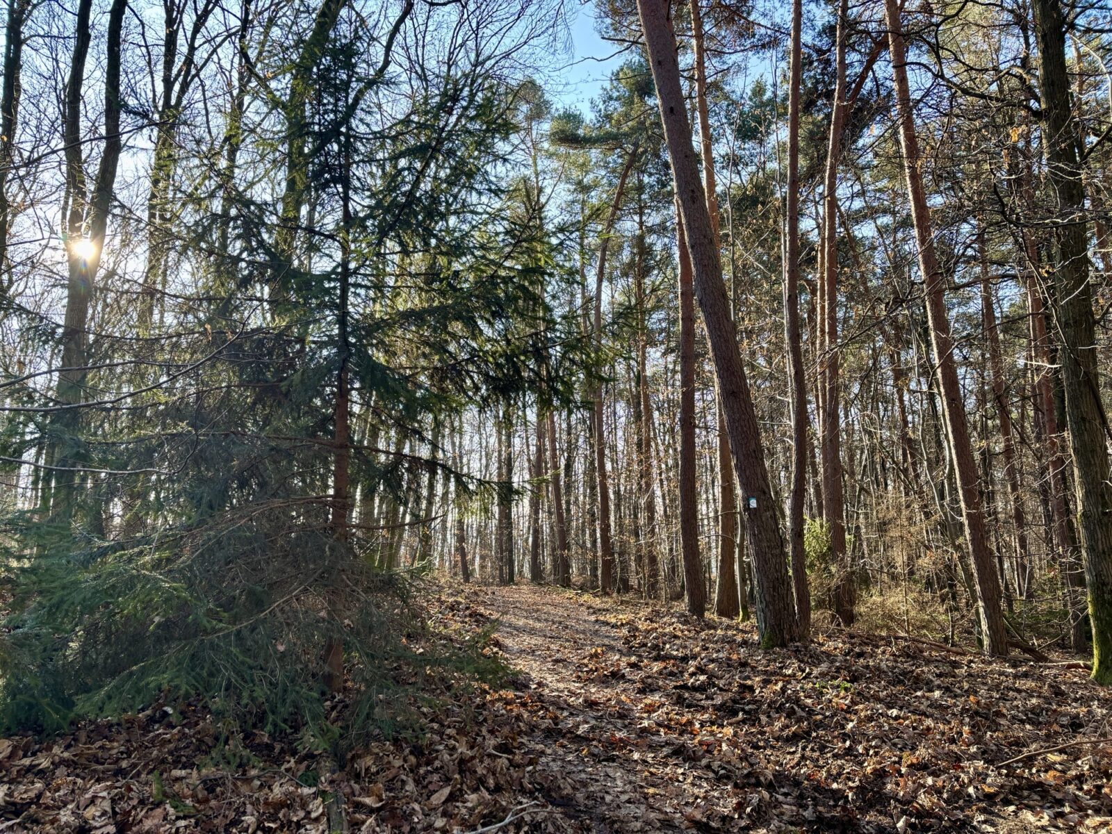 Wandern im Rheingau: Riesling-Schleife bei Martinsthal